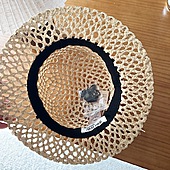 US$27.00 MIUMIU cap&Hats #776675